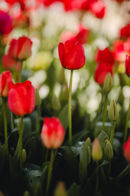A close-up view of a vibrant bed of red and white tulips with smooth petals, some in full bloom and others as buds, arranged closely together. The tulips are planted in a garden environment, with gree