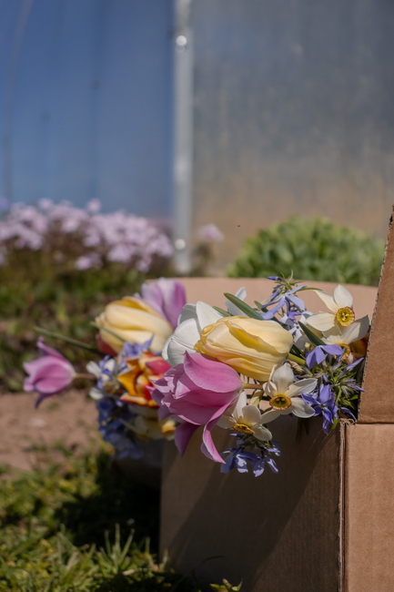 A vibrant bouquet of fresh flowers resting on the edge of a cardboard box outdoors, featuring cream and yellow tulips, pink peonies, white daffodils with yellow centers, and purple and bluebells, arra