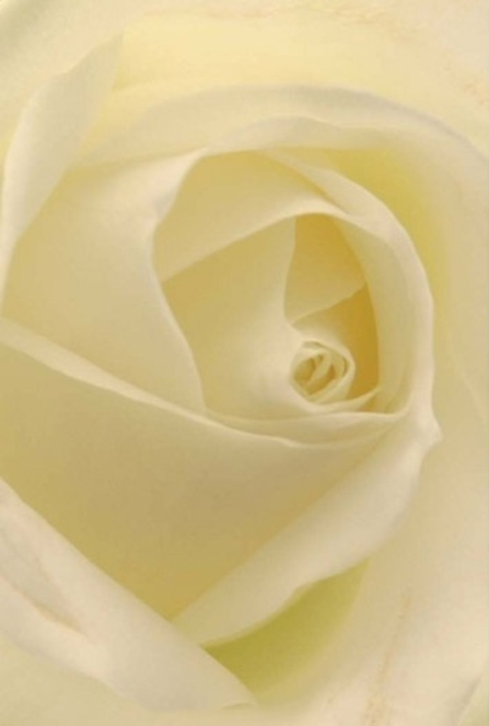 Viewed up close, this classic white rose draws you into the tranquil sophistication of a Stockwell morning-soft layers of cream and ivory unfolding in harmonious spirals reminiscent of clouds drifting over Albert Square. The floral composition speaks of serenity and quiet strength, with each petal gently illuminated as though carrying the soft light from a window facing Stockwell Park. There is an intuitive balance of shadow and brightness here, revealing both the flower's purity and the thoughtful artistry of a local florist. As the petals unfurl, they carry a sense of earnestness suited for heartfelt gestures-whether as an expression of remorse, the centrepiece for a wedding at a local venue, or as a symbol of enduring love. The spiral core is nearly symmetrical, evoking purity while the subtle shifts in colour and shadow add understated elegance. The rose's imagined fragrance-clean, light, and calming-calls to mind quiet strolls along South Lambeth Road. In every nuance, the flower delivers a soothing presence suitable for every emotion Stockwell's families wish to convey, embodying both hope and remembrance.